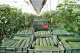 El precio del pepino sigue muy por debajo de los costes de producción