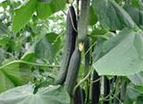 El pepino Almería vuelve a estar por debajo de los 0,25 euros el kilo de media