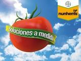 La marca Nunhems® aumenta la producción en ciclo corto para tomate suelto, ramo y cherry para la zona de Níjar