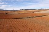 UPA cree un despropósito plantar casi 6.000 nuevas hectáreas de viñedo en España