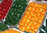 Pimiento y pepino suben de cotización en el inicio de febrero, mientras que calabacín y berenjena bajan