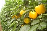 Los California rojo y amarillo y el lamuyo rojo se mantienen con precios por encima de los 1,50 euros el kilo