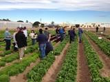 La marca Nunhems® refuerza su posición en el mercado europeo de lechuga por versatilidad y amplitud de calendario