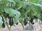 Calabacines, berenjenas y pimientos lamuyo suben de precio en el ecuador de febrero