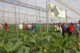 El calabacín Musa, de HM Clause Ibérica, destaca por su precocidad y excelente postcosecha en un ciclo tardío