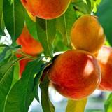 Grupo Agrotecnología presenta sus soluciones integrales y sin residuos en el Congreso Extraordinario de Fruta de Hueso de Murcia