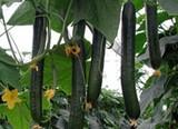 La Consejería de Agricultura aprueba más de 81 millones de euros en ayudas a productores de frutas y hortalizas para 2016