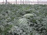 COAG reclama a Agricultura que anticipe la campaña ‘No cortes ni comercialices en verde’