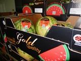 Agroponiente comienza su campaña de melón y sandía, cuyo calendario de comercialización volverá a extenderse hasta el mes de septiembre