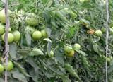 Organizaciones Agrarias y Coexphal consideran inaceptable la modificación del seguro de hortalizas propuesto por Agroseguro