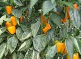 Los pimientos California y el pepino Almería siguen 'cuesta abajo' en la primera semana de abril