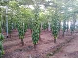 UAL-Anecoop respalda, con sus proyectos de I+D, la producción de nuevas variedades de sandía  y papaya en Almería