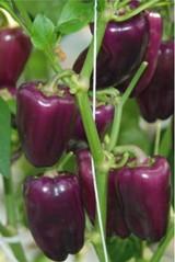 Akira Seeds cuenta con unas 130 variedades de pimiento en todos sus tipos, colores y sabores