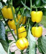 Meridiem Seeds propone Alvarado, California amarillo muy productivo, estético y comercial