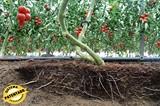 Ispemar propone el Enficonado para mejorar el suelo y la producción de las plantas
