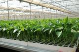 Semillero Campoejido comienza a servir las primeras plantas de pimiento para las zonas más tempranas