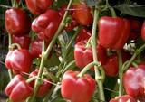 Rijk Zwaan ofrece variedades específicas de pimiento adaptadas al Campo de Níjar