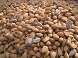 La producción de almendra disminuirá un 21% en Andalucía como consecuencia de la inusual meteorología, según Cooperativas Agro-Alimentarias