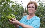 El tomate Dumas se consolida en los invernaderos de Almería por su fácil manejo, calidad y alta producción