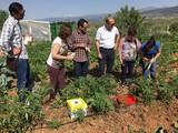 Koppert muestra a Noesso los beneficios del control biológico de plagas en cultivos hortícolas al aire libre