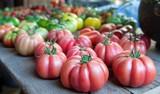El tomate Monterosa, de Semillas Fitó, gana el ‘Premio a la Innovación hortofrutícola’ del periódico La Razón
