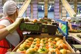 Unica Group bate las expectativas con 253 millones de kilos y aún seguirá creciendo hasta final de campaña