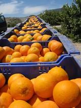 El sector citrícola español y europeo exige a la Comisión que refuerce y no debilite la protección fitosanitaria de las plantaciones comunitarias