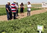 Syngenta reúne en Murcia a productores y compradores de melón y sandía de todo el mundo para evaluar sus nuevas variedades