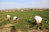 El Magrama responsabiliza de los cambios en la figura del ‘agricultor activo’ a la Comisión Europea y a una denuncia de La Unión de Uniones