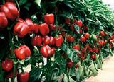 Agricultura prevé un aumento del 6,4% en la superficie de pimiento, que superará las 10.000 hectáreas