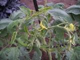 COAG insta a los agricultores a contratar el seguro agrario ante la aparición de mosca blanca y trips en los cultivos hortícolas