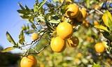 El sector citrícola español insta al PE y al Gobierno a frenar las nuevas concesiones a Sudáfrica que amenazan a la naranja
