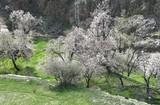 ASAJA advierte de que el precio de la almendra cae un 25% debido al aumento de producción de California esta campaña