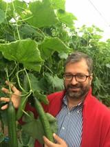 Seminis pone a disposición del agricultor la máxima productividad del nuevo Teseo y de 091