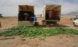 Agricultores del Poniente y la costa de Granada tiran pepino en protesta por los bajos precios en este inicio de campaña