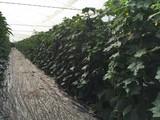 Brujula F1, variedad de invierno que permite hacer un ciclo extralargo con calidad de inicio a fin
