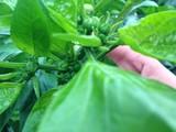 Trama y Azahar, un aliado para el agricultor con sus bioestimulantes ecológicos certificados