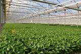 La Consejería de Agricultura protege la actividad de los viveros en Andalucía contra las prácticas no autorizadas