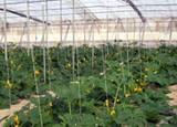 Luz verde a la ordenanza que regularizará la ordenación del entorno agrario para ofrecer una imagen más acorde a la competitividad del sector
