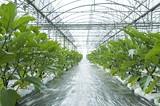 Hortofrutícola La Ñeca ve en Fruit Attraction el mejor lugar en el que aumentar el ‘feeling’ con los clientes