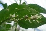 El nuevo insecticida natural Tec-Bom consigue un elevado control sobre la mosca blanca