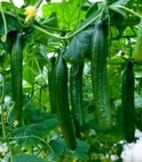 Los precios de pepino y calabacín se recuperan tras un final de septiembre desastroso