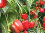 California rojo e italiano verde superan los 0,60 euros y mejoran su valor respecto a la semana anterior