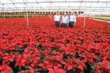 El alcalde de El Ejido visita el vivero Joepasur, una de las empresas ejidenses líder en exportación europea de planta ornamental