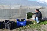 Aumenta alarmantemente el número de robos de hortalizas en el Poniente