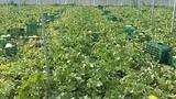 Soluciones Fertinagro altamente eficaces para mejorar de forma sostenible la sanidad vegetal de los cultivos: Efisoil Superbia y Organia Viventia
