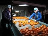 La Junta abre el periodo de información pública del nuevo Plan Estratégico para la Agroindustria 2016-2020