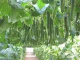 La menor producción en Granada y pequeñas mermas por virus en el Poniente hacen que el pepino multiplique su precio por cuatro con respecto a 2015