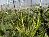 ASAJA insta a los agricultores a tomar medidas preventivas contra el frío