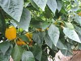 España se confirma como el proveedor más fiable de hortalizas en invierno